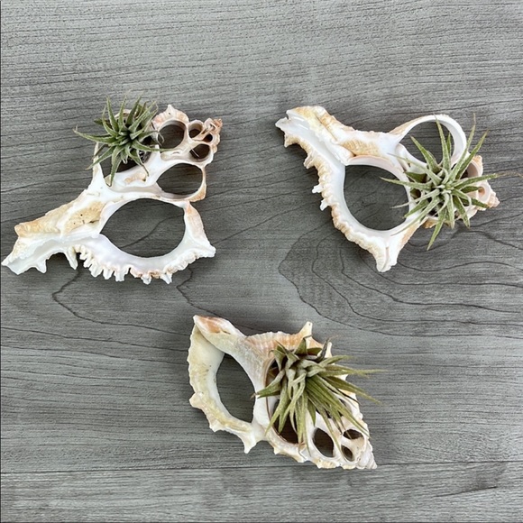 🌿Air Plant in a Shell🌿 - Picture 5 of 6